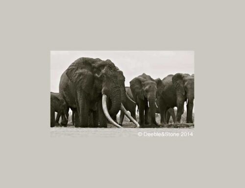 Kenya’s Biggest Elephant Killed By Poachers