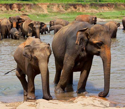 About Elephants – International Elephant Foundation