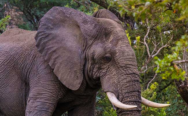 Why do elephants have tusks, big ears and long trunks? - Little Medical  School - Ottawa