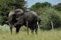 An elephant stepping over a fence to enter community farm lands