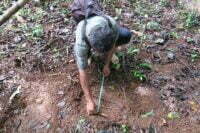Community elephant warden measuring elephant footprint