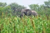Crop-raiding elephant