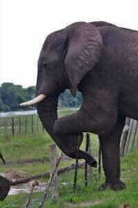 EfA Photo_Elephant crossing fence