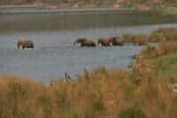 Elephant herd in core part of park (1)