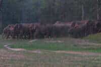 Elephant herd in the corridor between India and Nepal park area