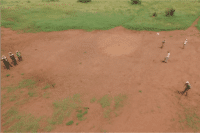 Elephant herding drill