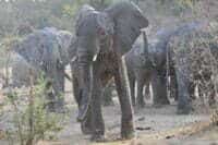 Elephants in Yankari Game Reserve.@R. Bergl NC Zoo