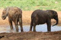 Elephants in a wallowing hole
