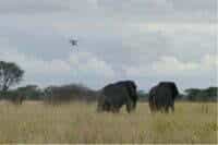 Elephants pushed with drone