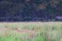 Growing popualtion of elephant in Park