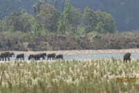 Herd of elephant in forest corridor