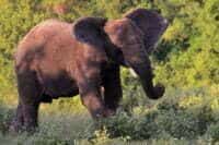 IEF Interim Elephant