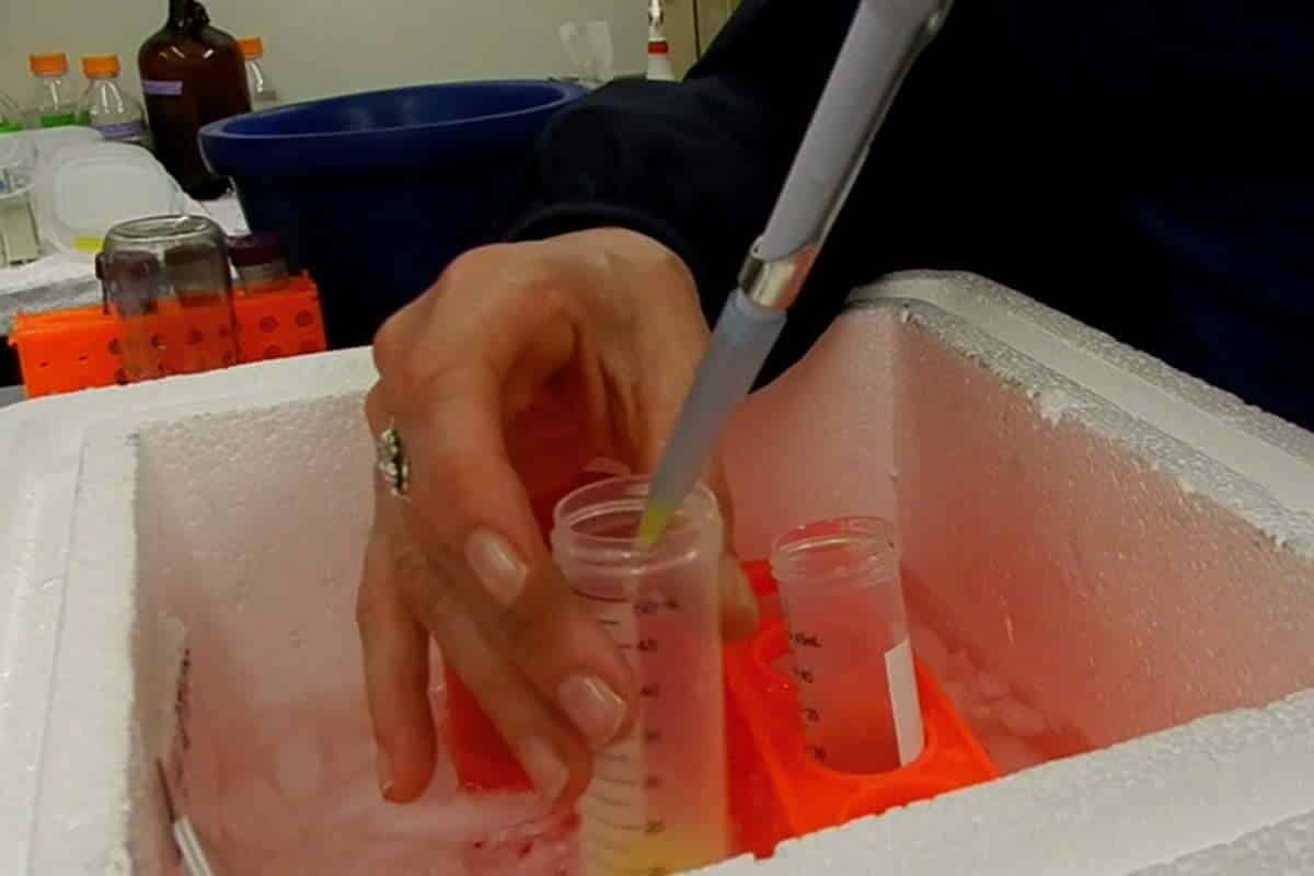 IEF extending semen