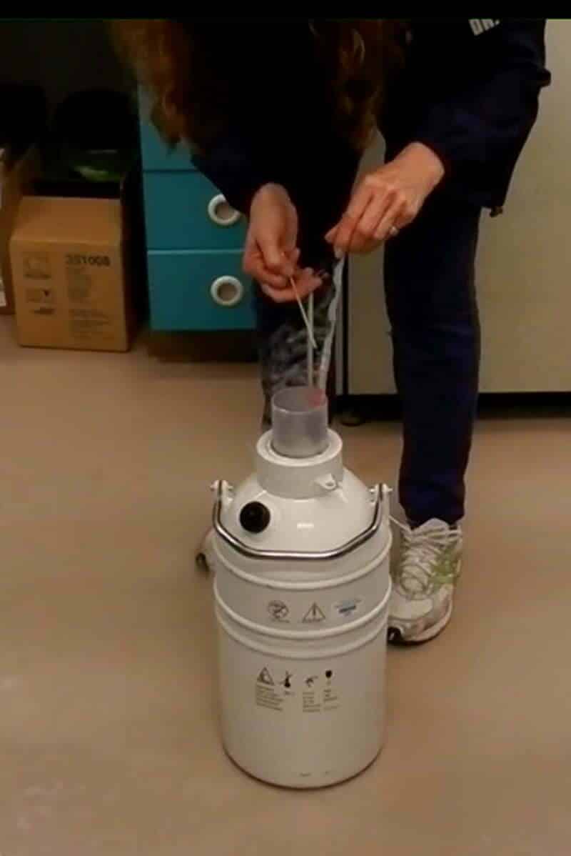 IEF freezing semen in a dry shipper