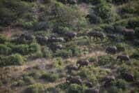 Image 04a Elephants aerial DSC_0620