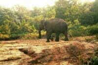 Monitoring – Young bull Haris before being translocated