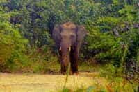 Monitoring – curious subadult male