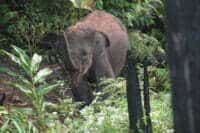 Monitoring – uvenile elephant without its herd