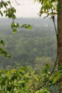 Omo Forest