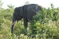 P1420951_NewTusker