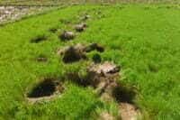 Paddy Nursery damaged by elepahnt