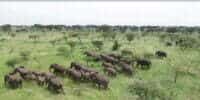 Raiding herd from air