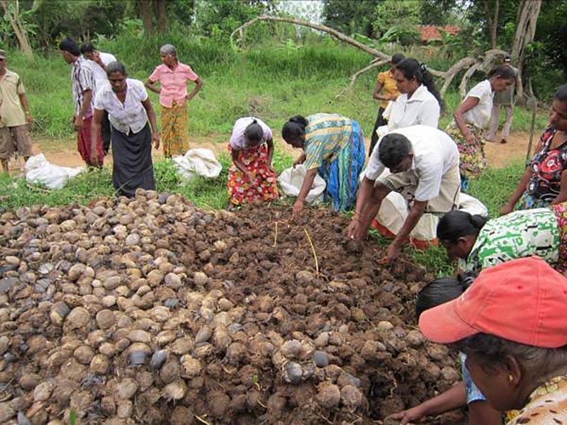 Seeding at Konakumbukwewa