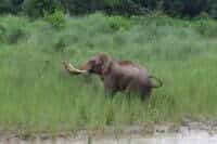 Solitaroy Male Elepahant_Most problematic elephant