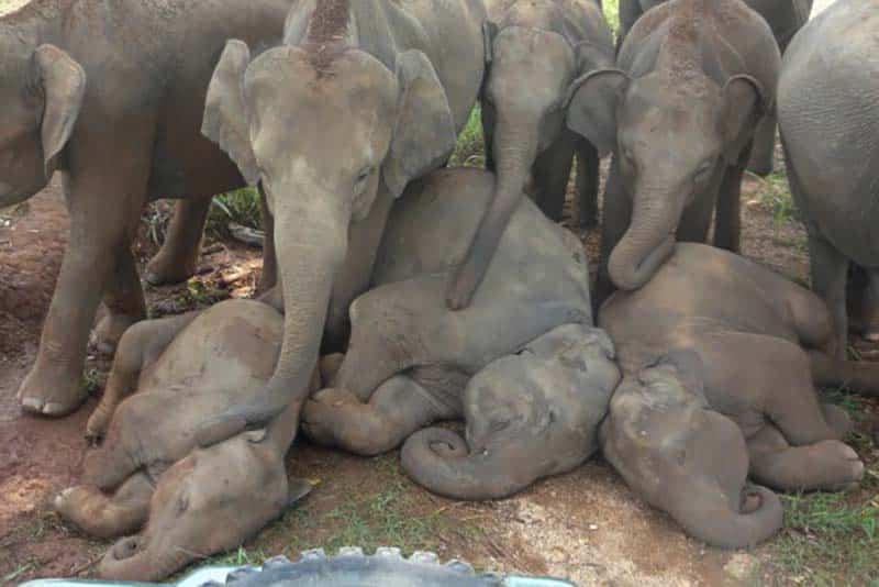 ThreeLittleEllies