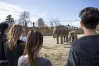 Up Close Elephant Encounter