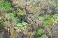 Yankari elephants seen during aerial census. @R. Bergl NC Zoo