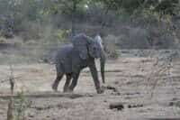Young elephant in Yankari Game Reserve.@R Bergl NC Zoo