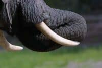 mini-elephant tusk 2
