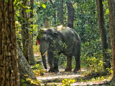 Happy Earth Day! - International Elephant Foundation