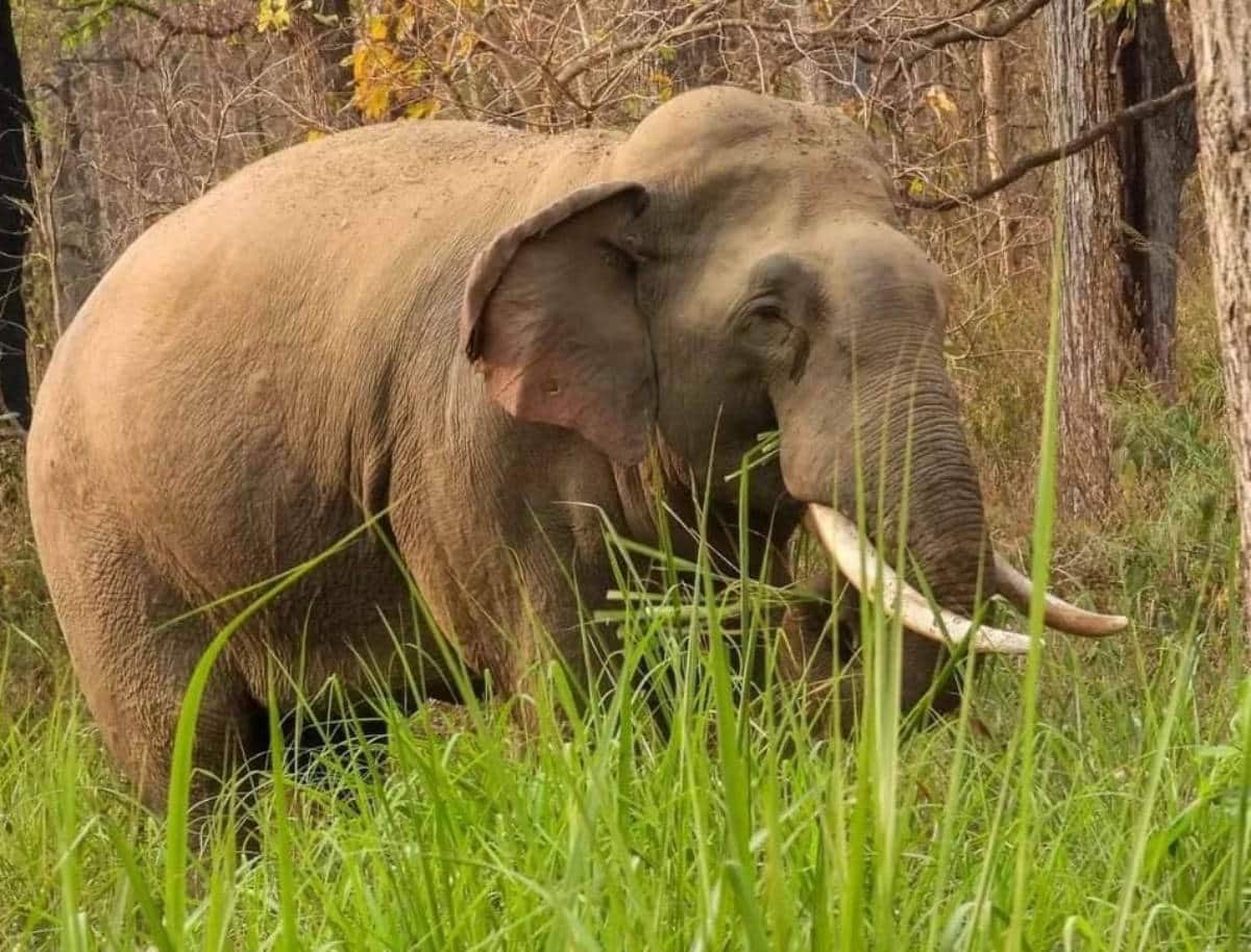 Day 9 12 Days of Beautiful Elephants International Elephant Foundation