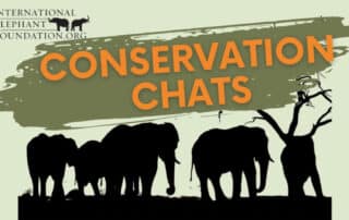 IEF Conservation Chats, Elephants