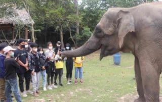 IEF, Elephants, Education and Inspiration in Cambodia