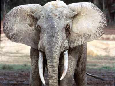 Rangers, Elephants