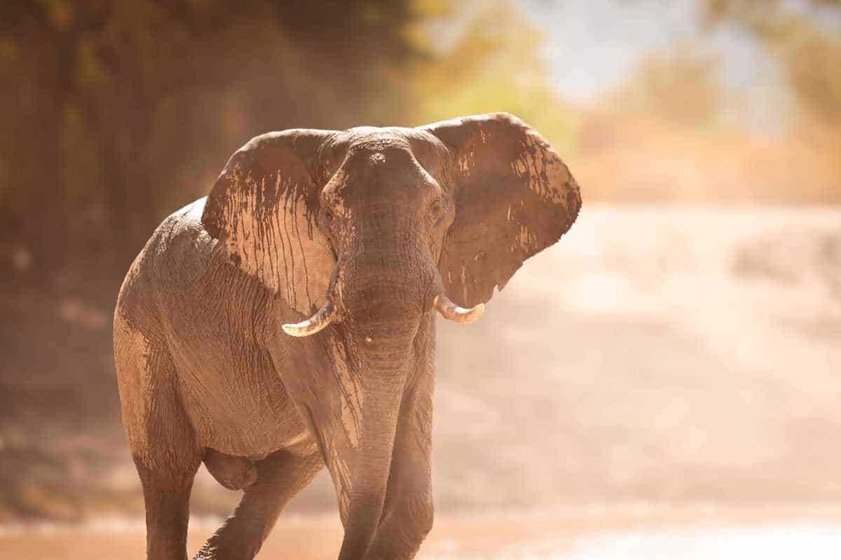 Elephant Conservation and Communities in Namibia