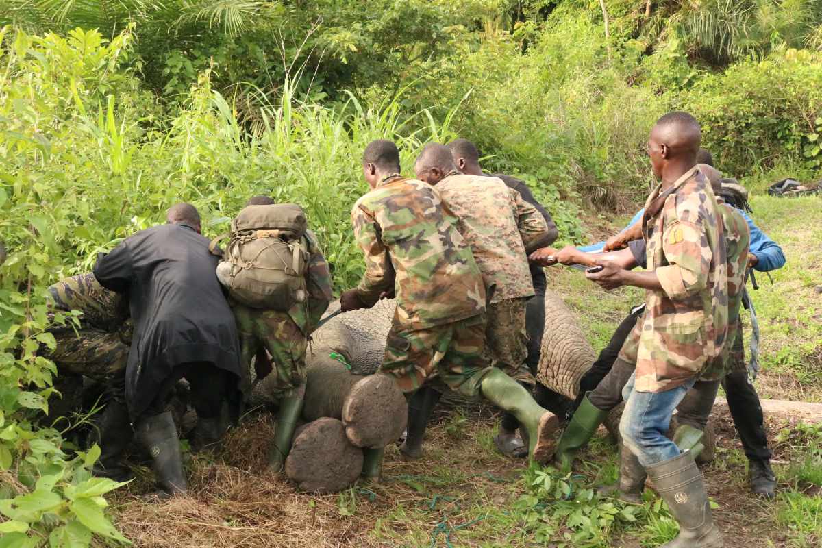 Guinea Forest Elephants