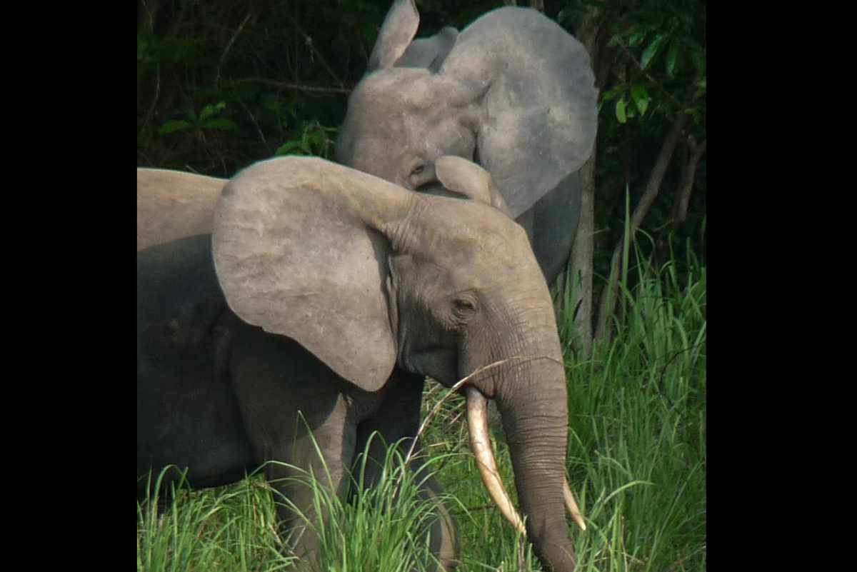 Ivory Export Routes Identified in Port-Gentil