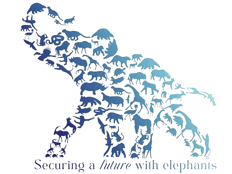The International Elephant Foundation (IEF) is a global leader in elephant conservation, dedicated to protecting African and Asian elephants through science-based programs, community partnerships, and long-term habitat protection.
