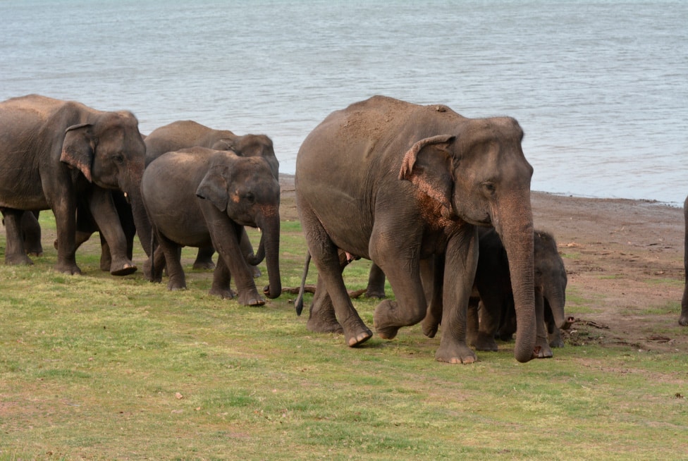 AsianElephantHerd1 African savannah elephant, Loxodonta africana