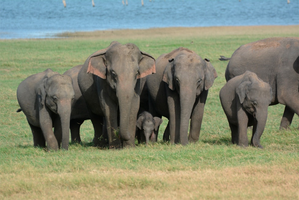 AsianElephantHerd2