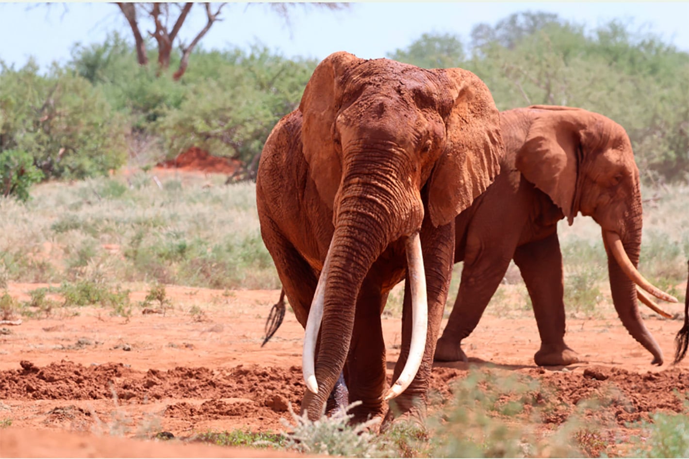 African savannah elephant, Loxodonta africana