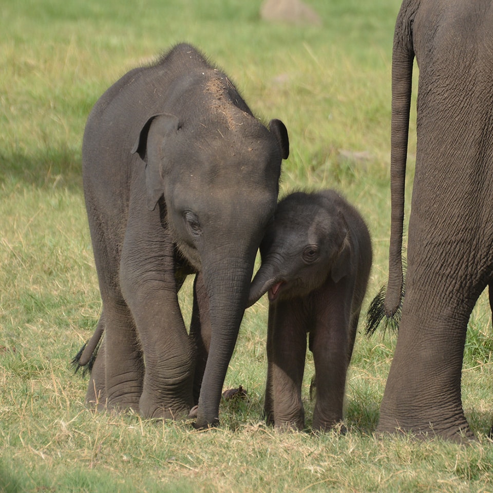 Juvenile1
