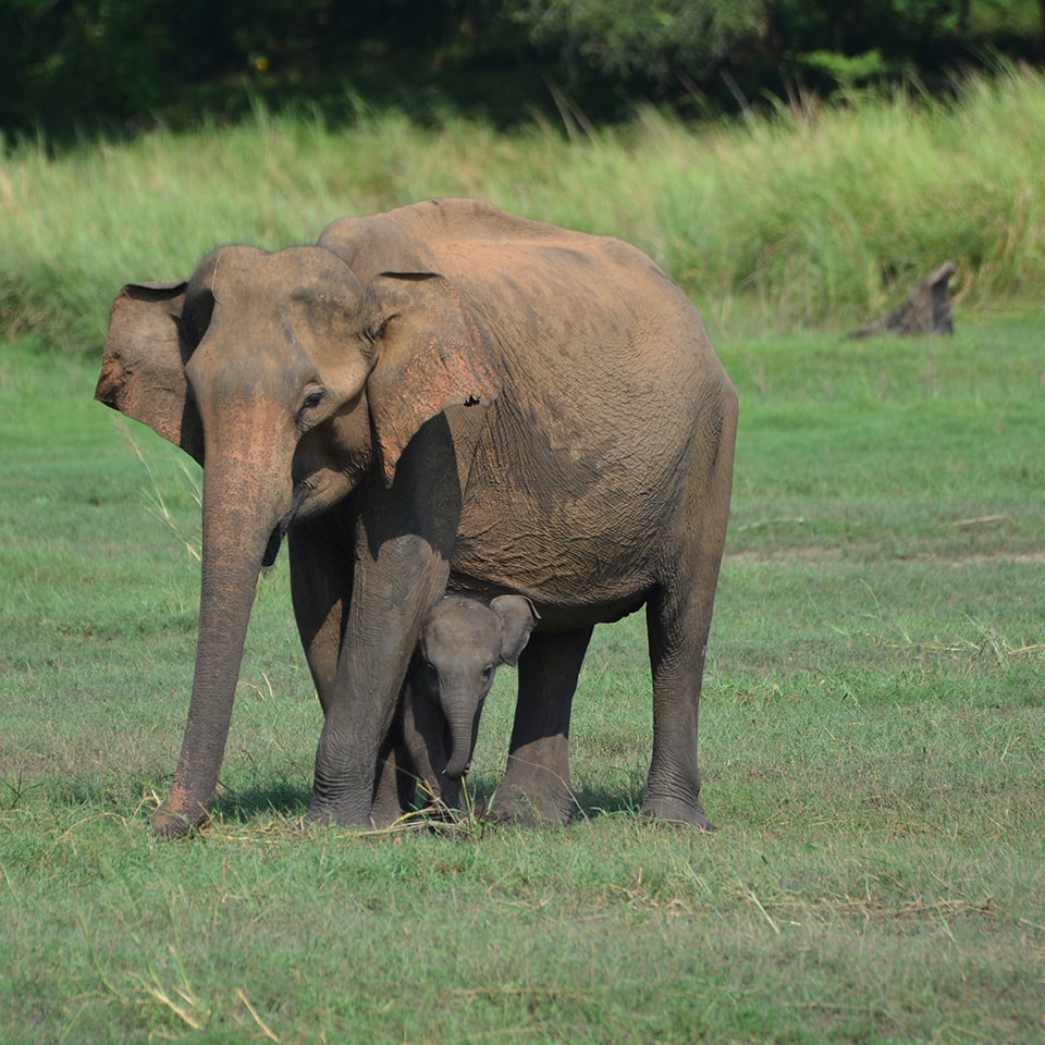Mother and calf1
