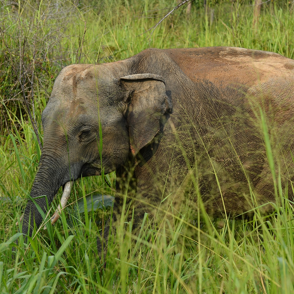 sub adult male1