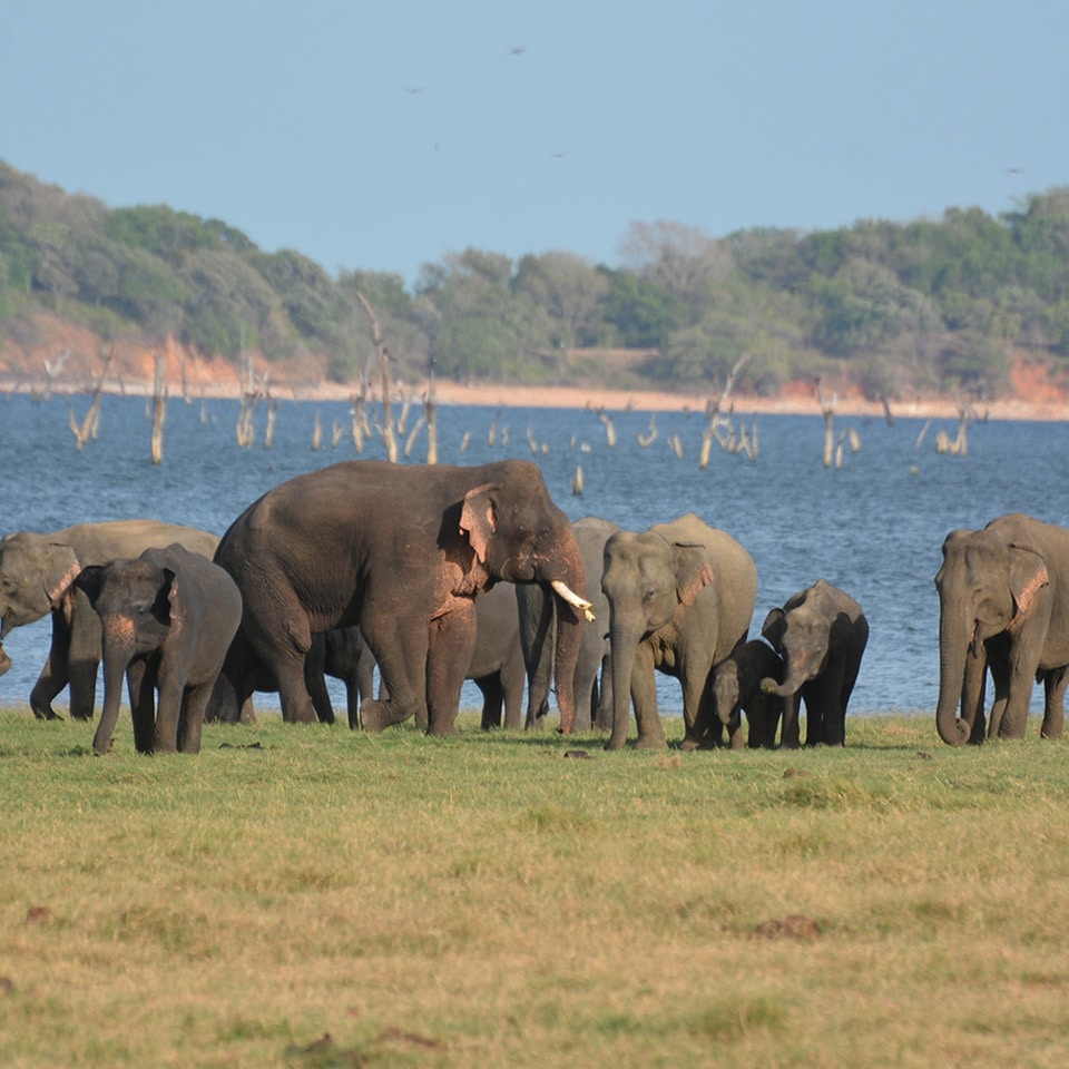 tusker herd1